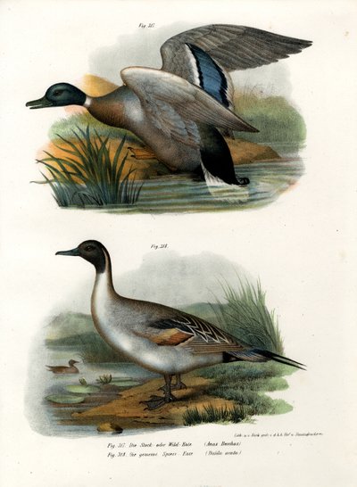 Stockente von German School